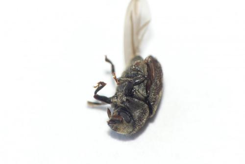 Réf. 253 123 : Hylesinus varius